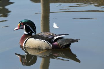 A wood duck sits on a still water